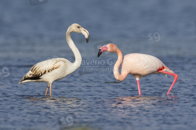 Greater Flamingo