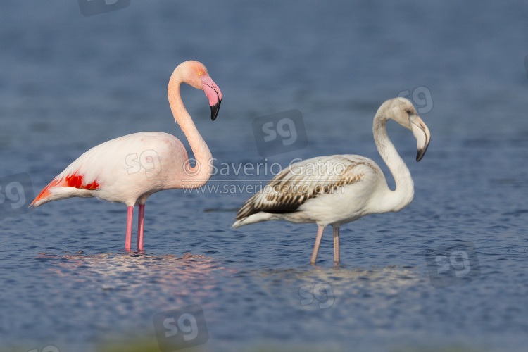 Greater Flamingo