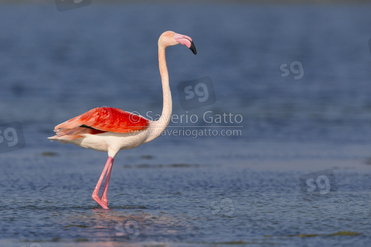 Greater Flamingo