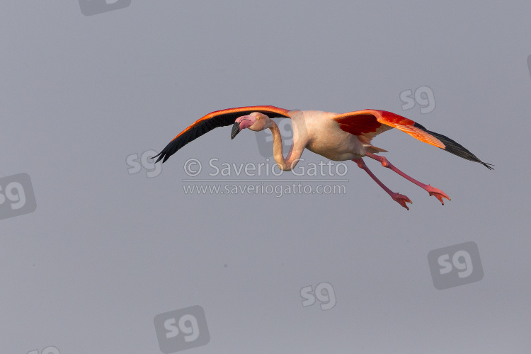 Greater Flamingo