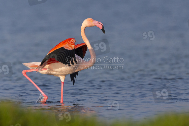 Greater Flamingo