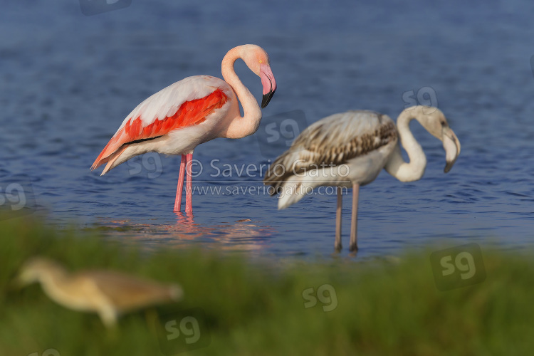 Greater Flamingo