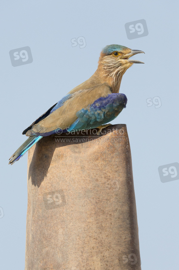 Indian Roller