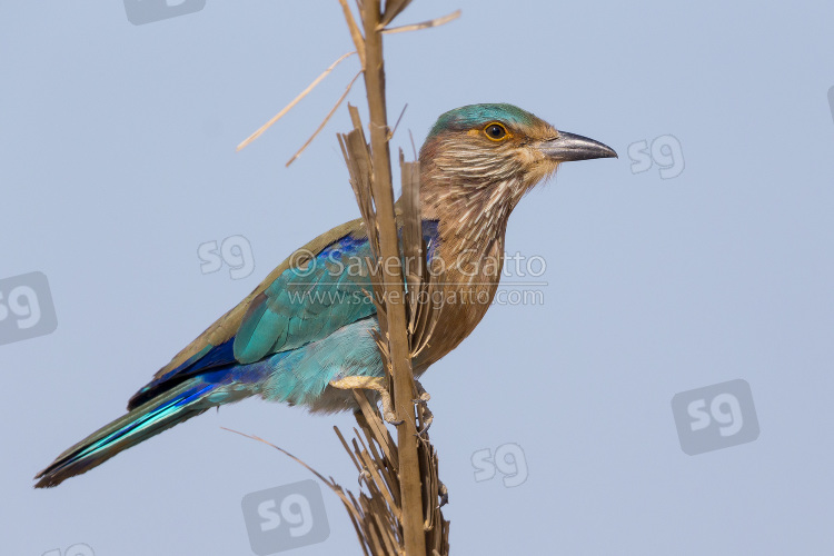 Indian Roller