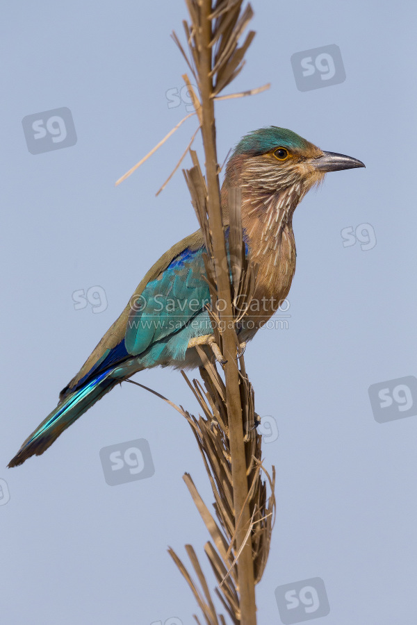 Indian Roller