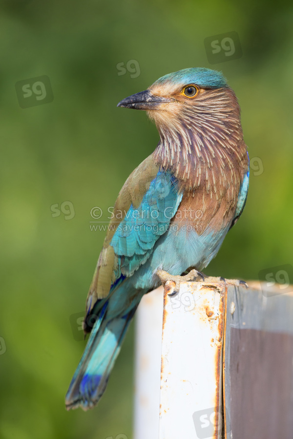 Indian Roller