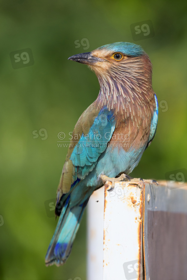 Indian Roller