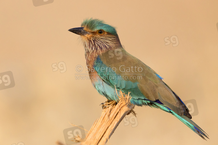 Indian Roller