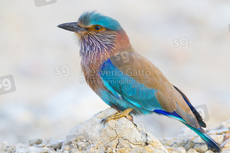 Indian Roller