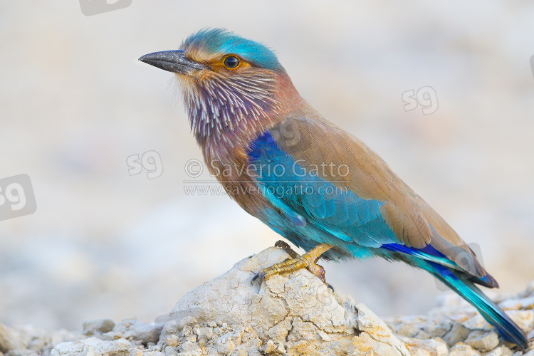 Indian Roller