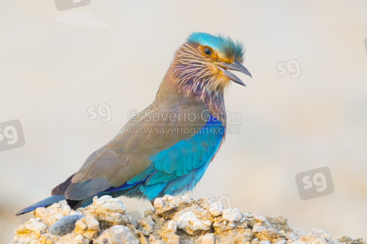 Indian Roller