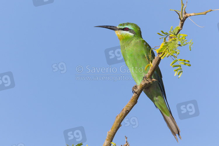 Blue-cheeked Bee-eater