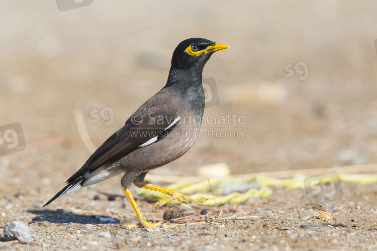 Common Myna