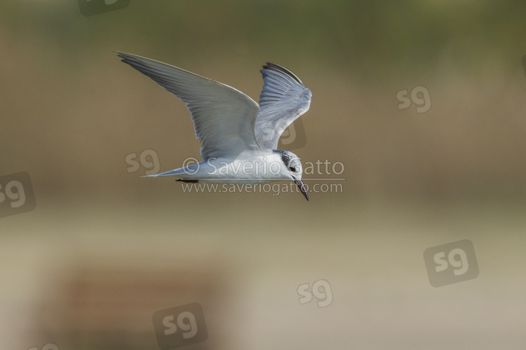 Whiskered Tern