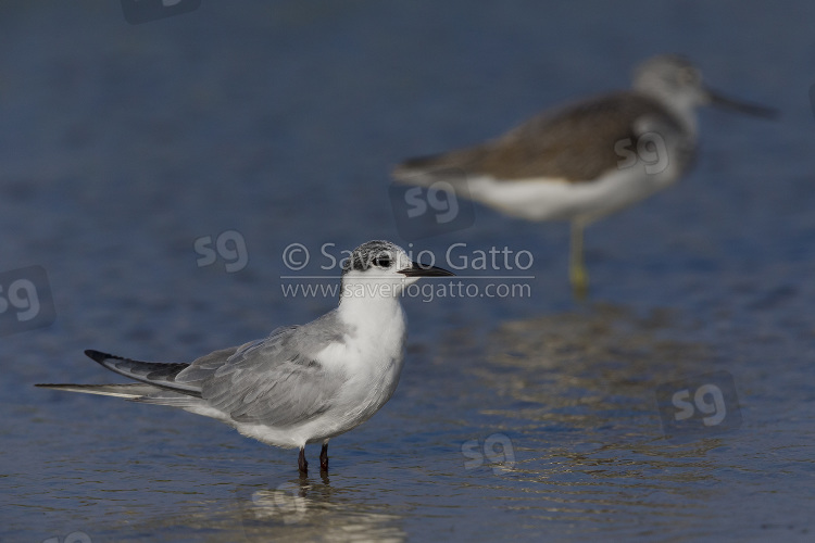 Whiskered Tern