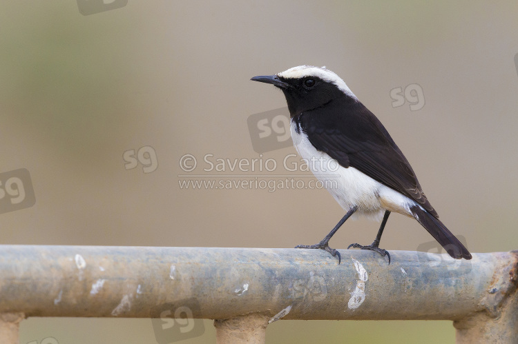 Arabian Wheatear