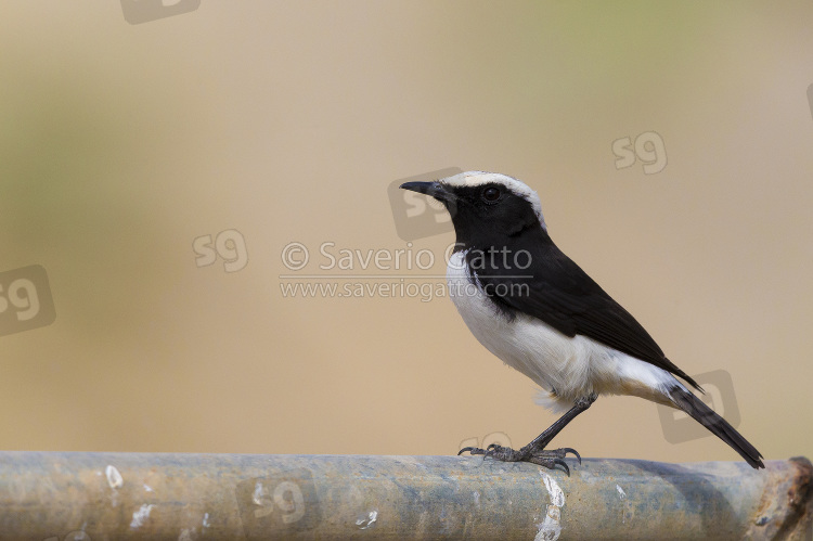 Arabian Wheatear