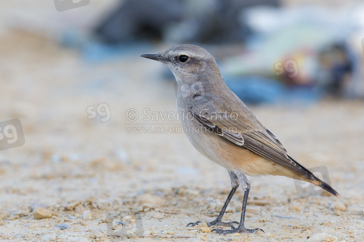 Red-tailed Wheatear