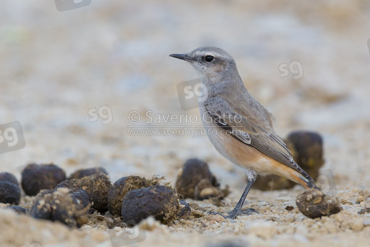 Red-tailed Wheatear