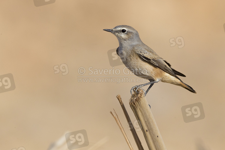 Red-tailed Wheatear