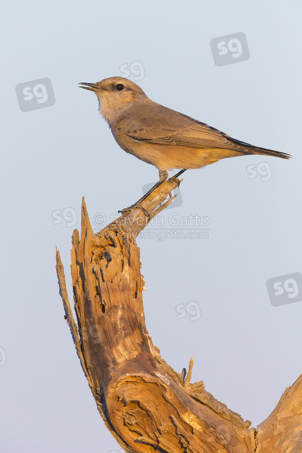 Red-tailed Wheatear