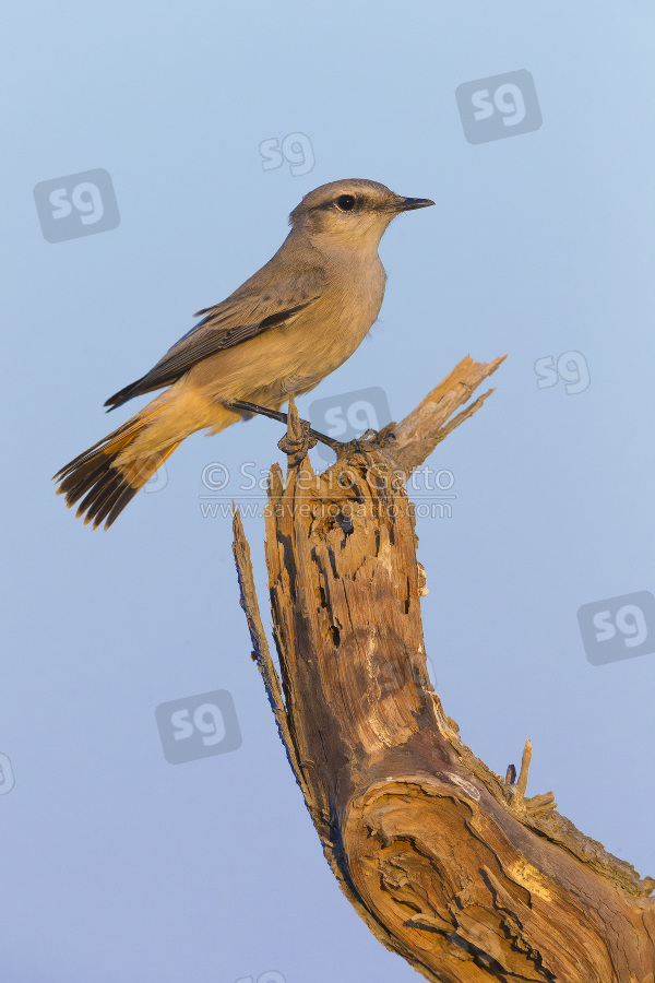 Red-tailed Wheatear