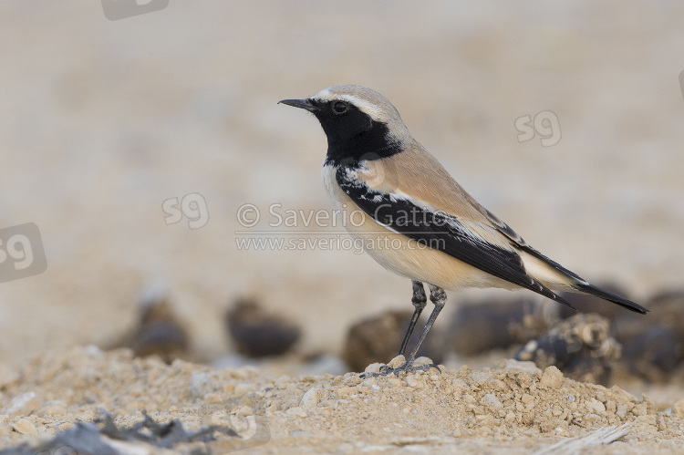 Desert Wheatear