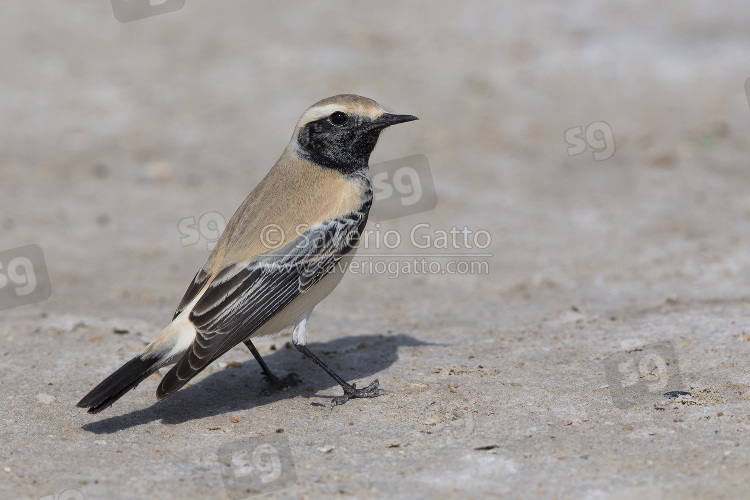 Desert Wheatear