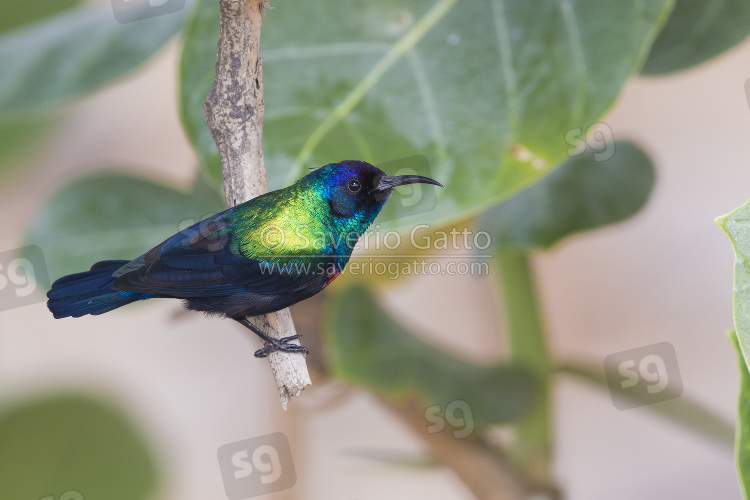 Shining Sunbird