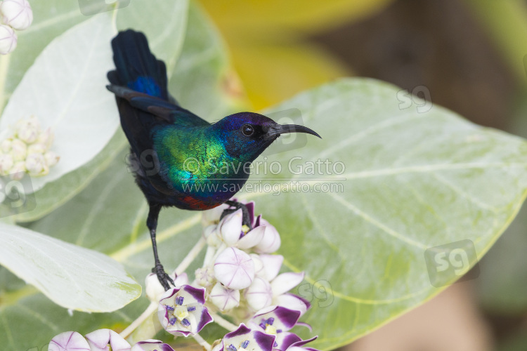 Nettarinia risplendente