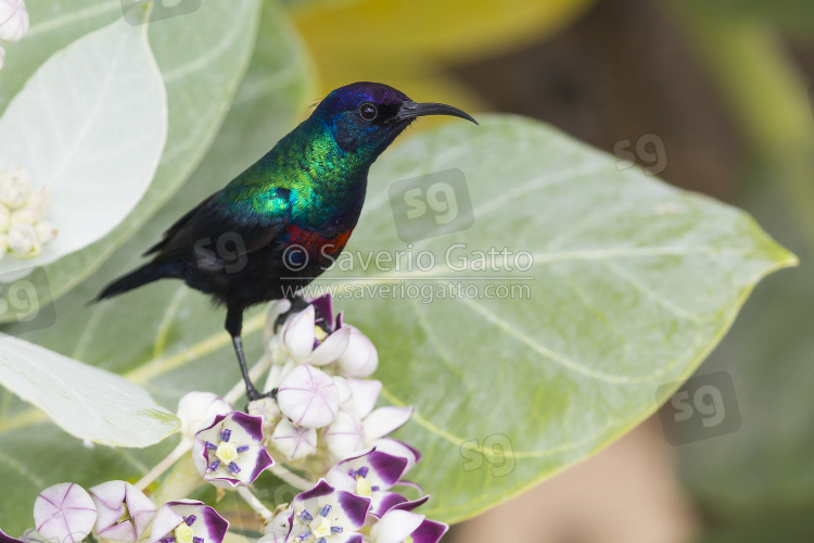 Nettarinia risplendente