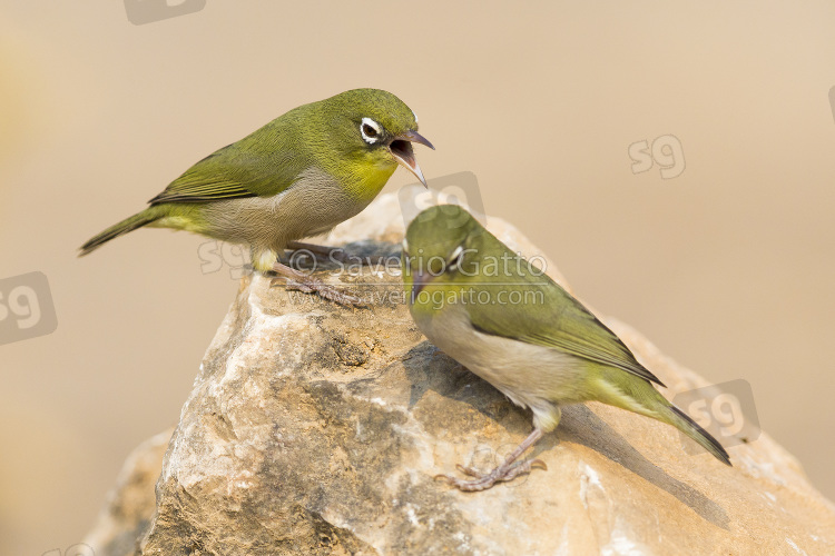 Abyssinian white-eye