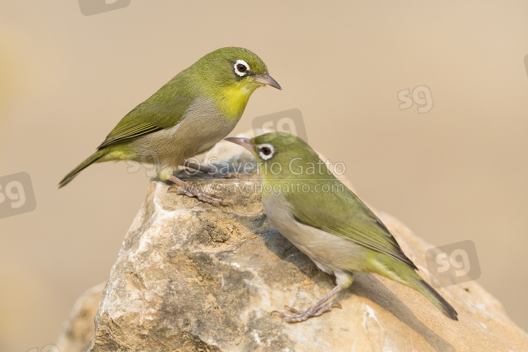 Abyssinian white-eye