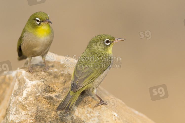 Abyssinian white-eye