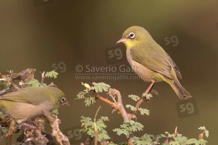 Abyssinian white-eye