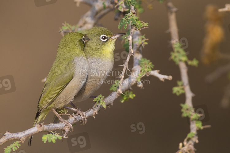 Abyssinian white-eye