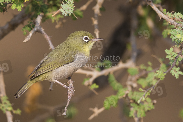 Occhialino pettobianco