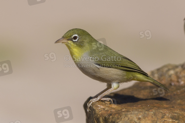 Abyssinian white-eye