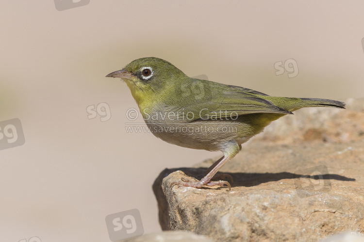 Occhialino pettobianco