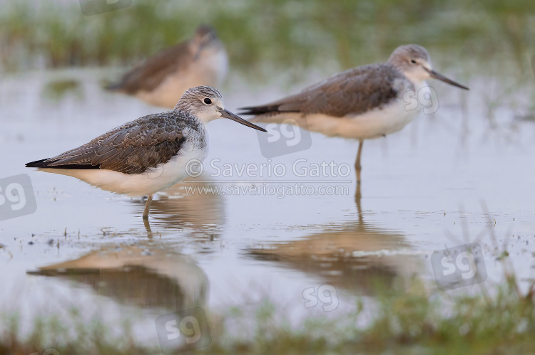 Greenshank