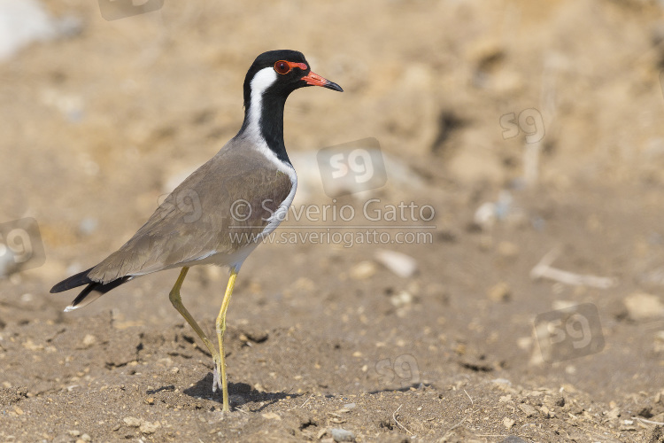 Red-wattled Lapwing