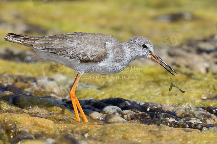 Common Redshank