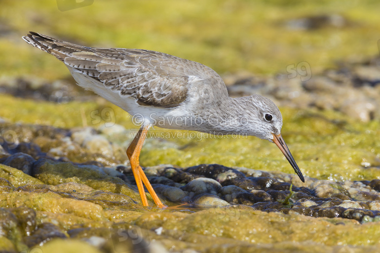 Common Redshank