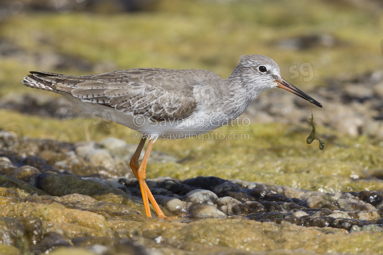 Common Redshank