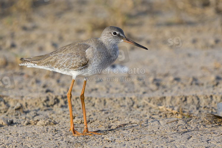 Common Redshank