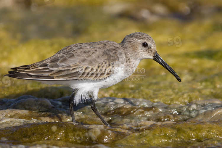 Dunlin