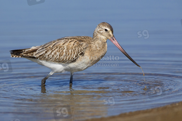 Bar-tailed Godwit