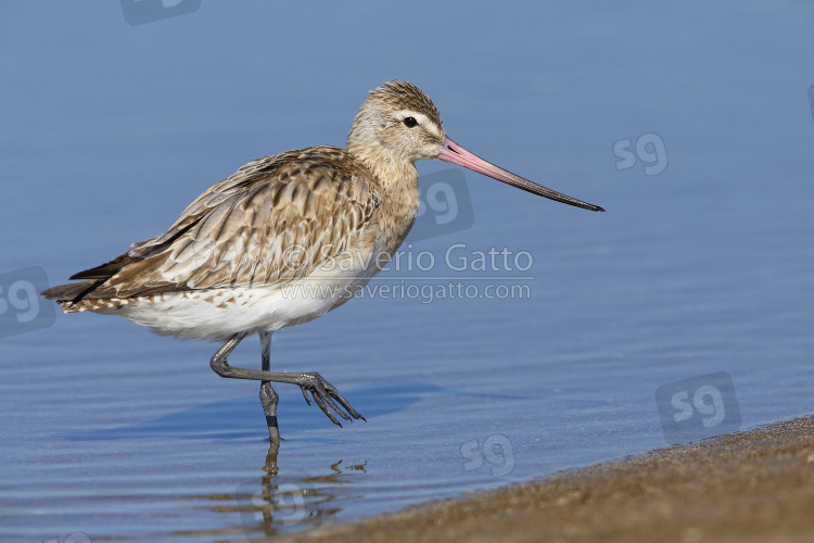 Bar-tailed Godwit