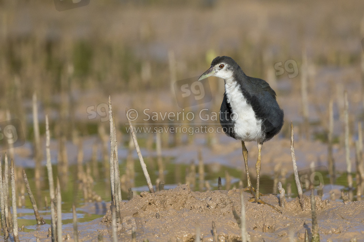 White-breasted Waterhen