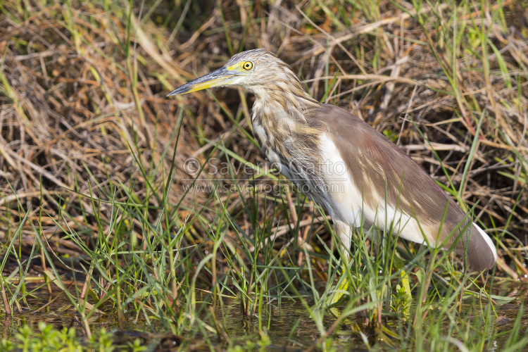 Indian Pond Heron